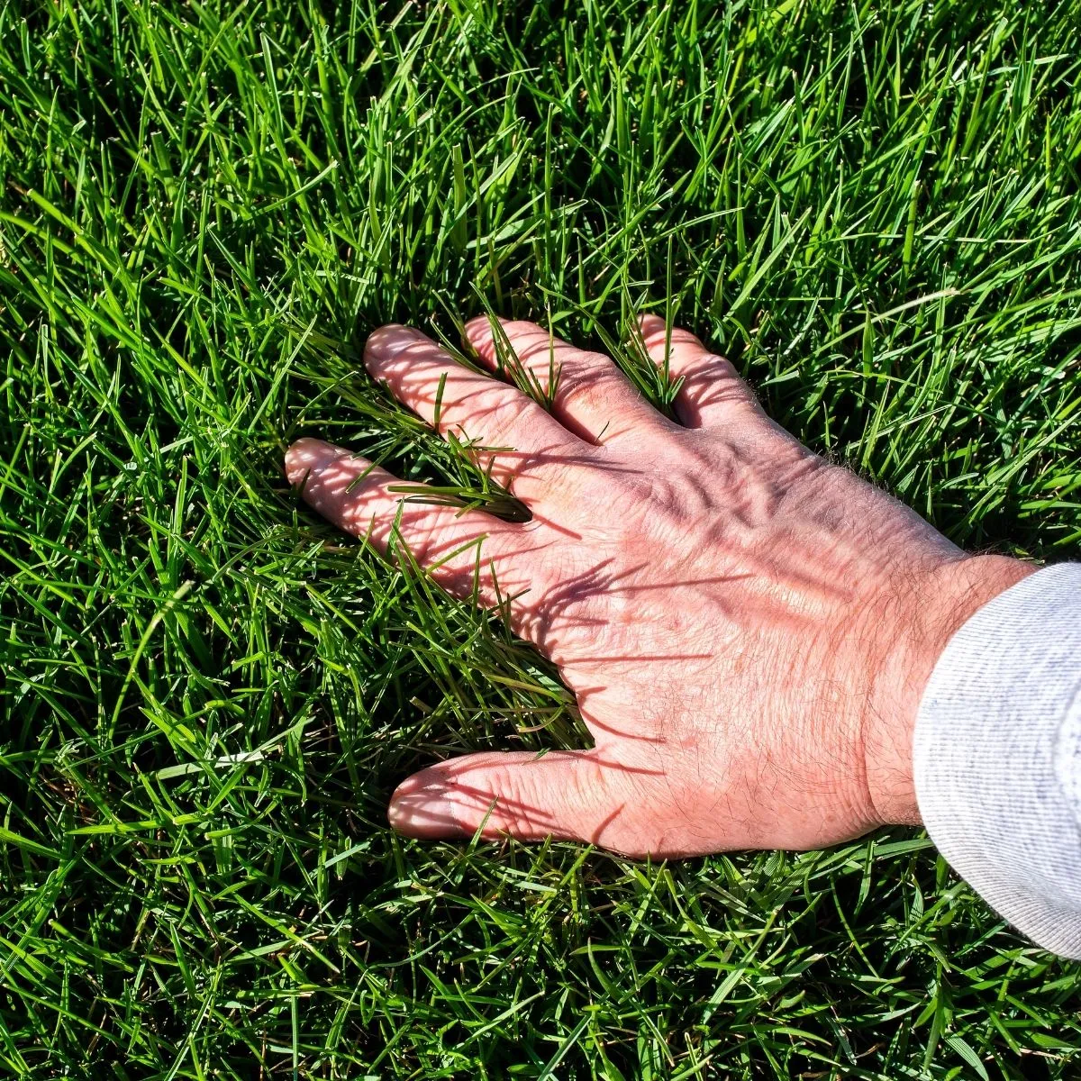 Quality Service AFFORDABLE LANDSCAPING SERVICES greenlushlandscaping-