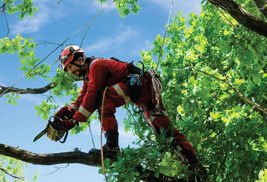 Fall Tree Pruning and Trimming Service