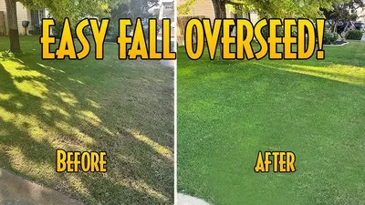 Overseeding in the Fall